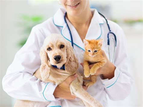 Animal Hospital In Jacksonville Fl Veterinarians In Jacksonville Fl