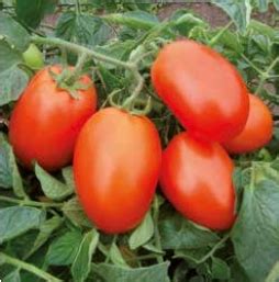 Галилея F1 - Агро-Департамент