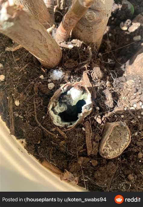 jade plant mold??? : r/gardening