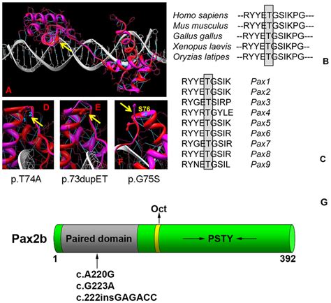 Homology Modeling Of The Wild Type And Mutant Pax2 Paired Domain DNA