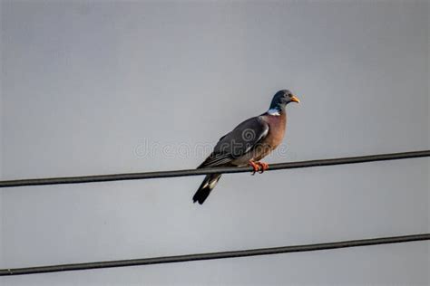 Wood Pigeon Sitting on a Wire in the Street Stock Image - Image of dove ...