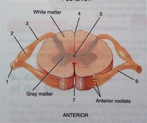 Transverse Section Of Spinal Cord Diagram Quizlet