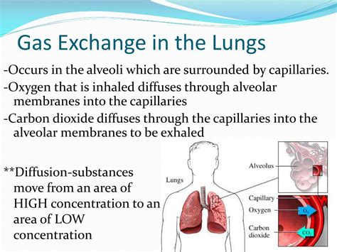 Gas Exchange In Lungs Diagram