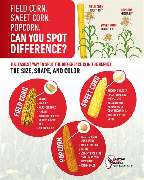 Field Corn Sweet Corn And Popcorn Whats The Difference Illinois Farm Bureau Partners