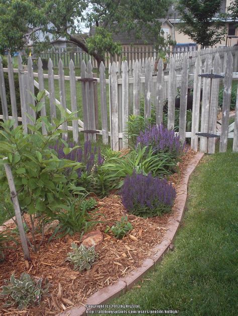 Photo Of The Entire Plant Of Meadow Sage Salvia Nemorosa Lyrical