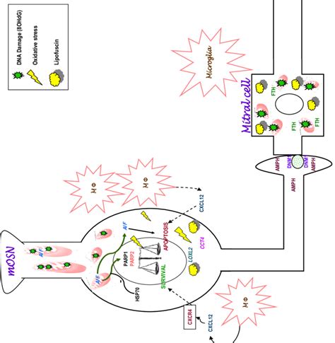 3 The Schematic Summarizes The Molecular Pathways Identified In The