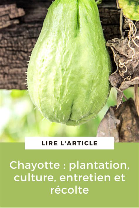 Chayotte Ou Christophine Passion Potager Artofit