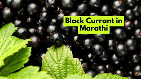 Black Currant In Marathi ब्लैक करंट म्हणजे काय मराठीत