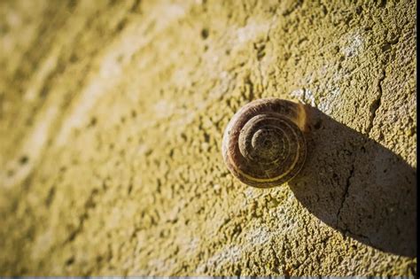 Can Snails Be In A Tank With Sand? | SnailPedia