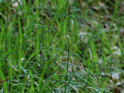 Wald Segge Wald Segge Carex Sylvatica C Gabriel Magri