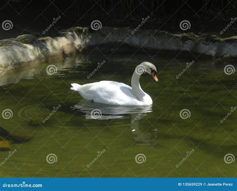 View Of Beautiful White Swan Swimming Calmly In Pond Stock Image