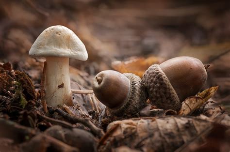 Mushroom With Acorns By Wolfgang Korazija On Youpic