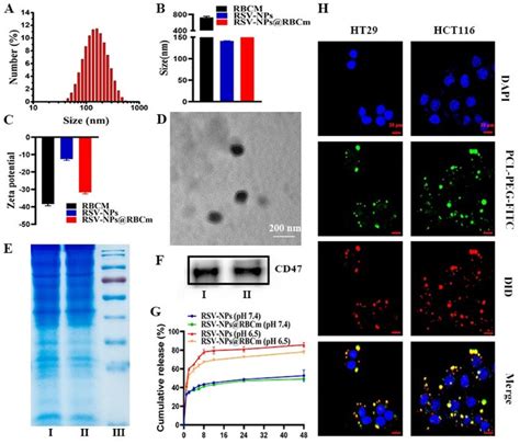 Characterization Of Rsv Nps Rbcm A Size Distribution Of