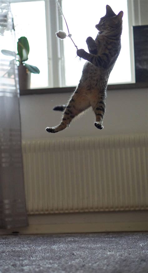 PsBattle: This cat jumping high : r/photoshopbattles