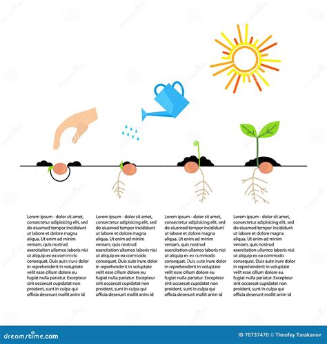 Timeline Infographic Of Planting Tree Process Stock Vector