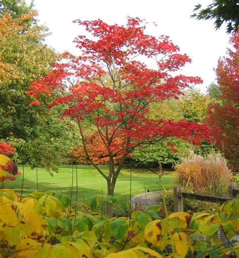 Acer Japonicum Aconitifolium Bonsai