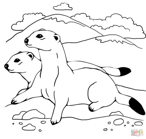 Ferret Coloring Pages - Kidsuki