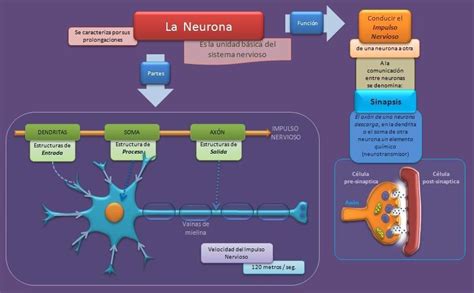 Elabora Un Organizador Visual Sobre Las Neuronas Brainly Lat