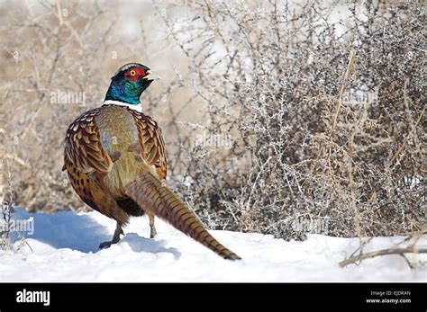 Ring Neck Pheasant Snow Hi Res Stock Photography And Images Alamy