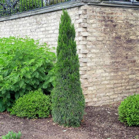 Landscaping With Juniper Trees Blue Point Juniper | Bower & Branch