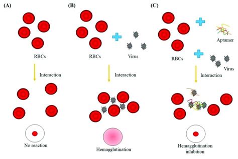 Hemagglutination Inhibition Assay (HI) - Easy Steps to Perform