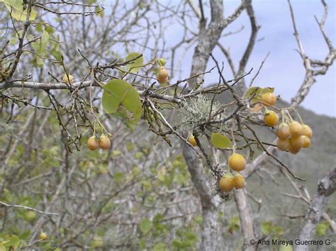 Ecuador Personajes Y Especies Galápagos Y Continente Plantas