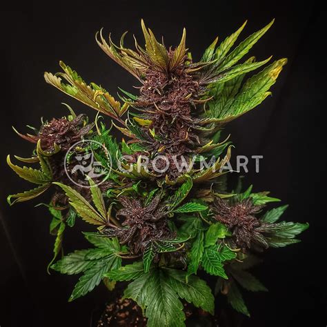 Royal Queen Seeds Purplematic Cbd Samonakv Tac Sem Nka Konop