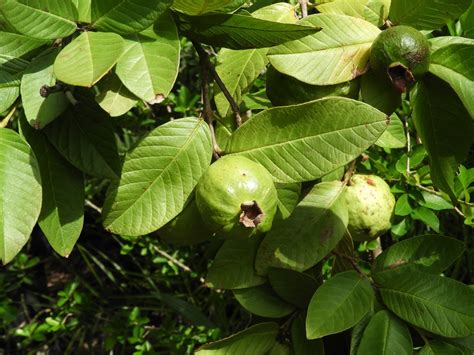 Psidium Guajava