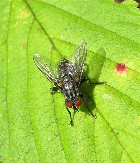 Sarcophaga Haemorrhoa Male Ryton Wood Warwickshire Flickr