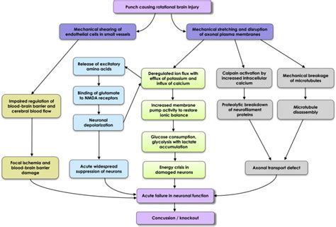 The Neuropathology And Neurobiology Of Traumatic Brain Injury Neuron