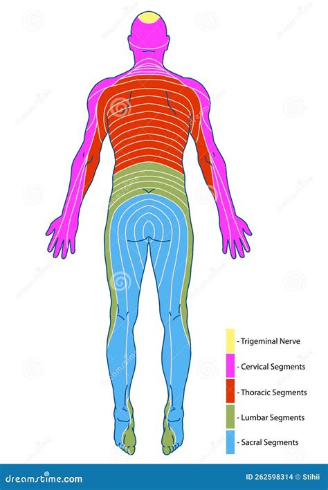 Tabla 2 Dermatomas Y Territorios Nerviosos Cutáneos Posteriores Stock