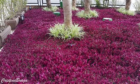 Lambari Roxo Uma Bela Op O Para O Seu Jardim