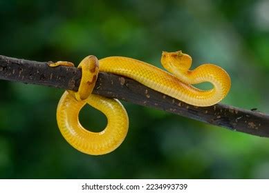 Angry Yellow Flat Nosed Pit Viper Stock Photo 2234993739 | Shutterstock