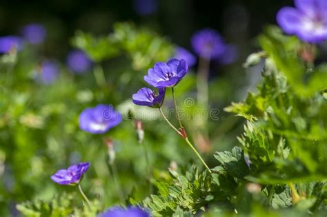 Cranesbills Group Of Flowers In Bloom Geranium Rozanne Beautiful