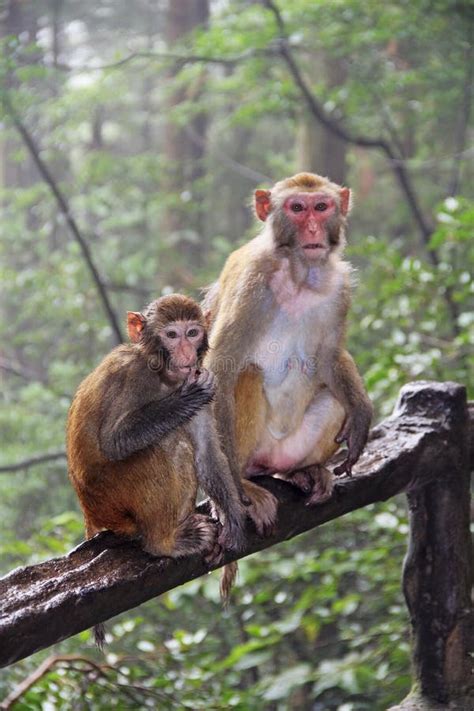 Monkeys in Zhangjiajie National Park in the Rain. China. Stock Image ...