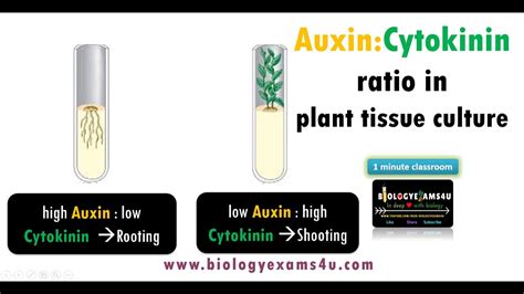 What Is Auxin Cytokinin Ratio In Plant Tissue Culture