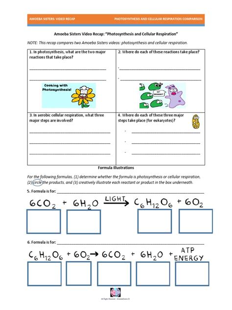 Video Recap Comparing Photosynthesis and Cellular Respiration by Amoeba ...