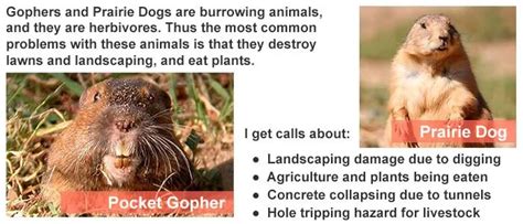 Find Out Key Gopher Facts That Can Help You Get Them Out Of Your Lawn