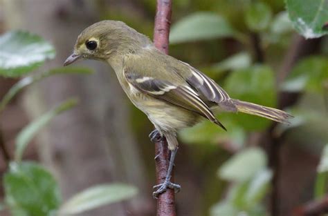 Hutton’s Vireo San Diego Bird Spot