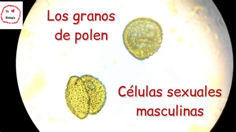 Polen Al Microscopio Biolog Ayecolog A Biolog Aenunminuto Youtube