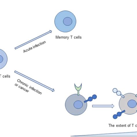 The Development And Characteristic Of T Cell Exhaustion During Acute