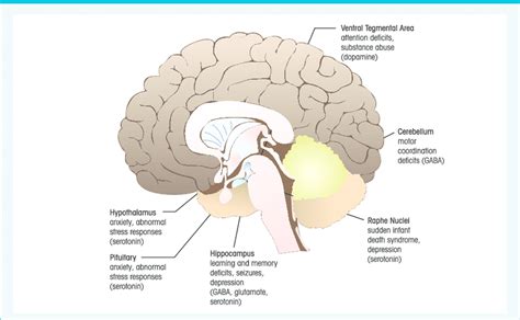 Neurotransmitters In The Brain And Depression