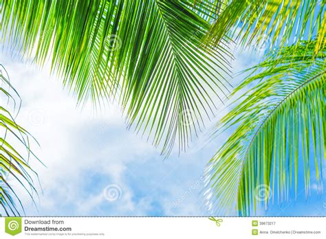 Fresh Green Palm Tree Foliage Stock Image Image Of Beautiful Blue