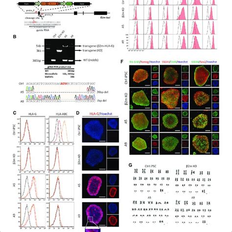 Generation Of An Hla G Overexpressing K562 Cell Line K562 Hla G And Download Scientific