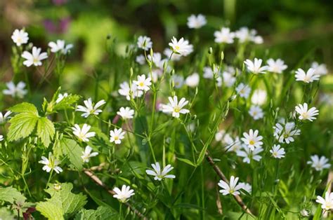 Как избавиться от мокрицы на огороде навсегда