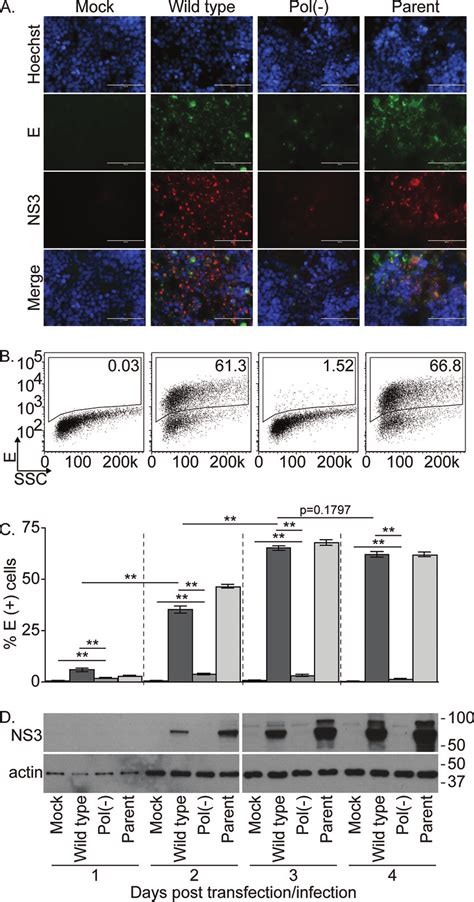 Characterization Of Cells Transfected With A Wild Type Or Pol MR766