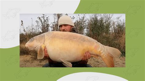 What is a Ghost Carp? (Breed Info & How to Identify Them) - Carp Squad