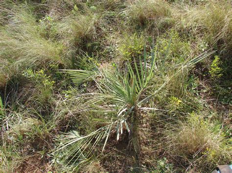 Butia Paraguayensis Barb Rodr L H Bailey