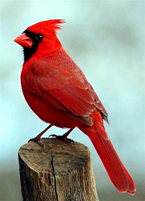 Cardinal Birds Art Red Birds Colorful Birds Tropical Birds Most