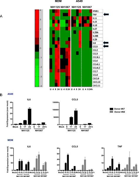 Transcriptome Analyses Of A Cells And Mdm During Infection With